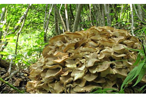 Ontdek de geneeskrachtige eigenschappen van Polyporus umbellatus - Een diepgaande gids