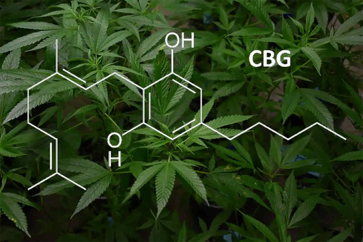 Cannabigerol (CBG) Olie en Isolaat: Alles wat je moet weten over deze veelbelovende cannabisverbinding