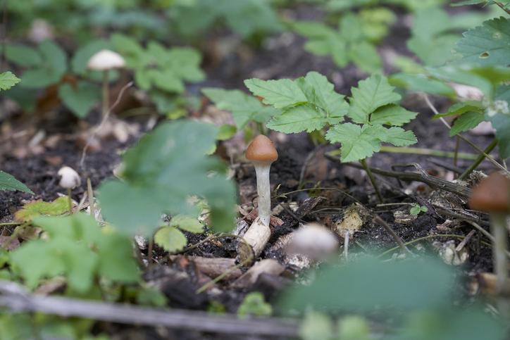 Psilocybe cyanescens: Een fascinerend kijkje in een van de sterkste psychedelische paddenstoelen