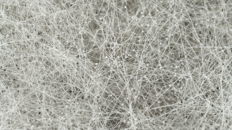 De Fascinerende Wereld van Mycelium: Toepassingen en Ontdekkingen