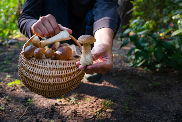 10 smakelijke paddenstoelen om te ontdekken tijdens je boswandeling
