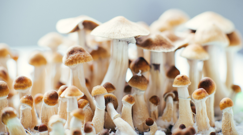 Magic mushrooms | Paddo's kweken vanuit mycelium grow kits