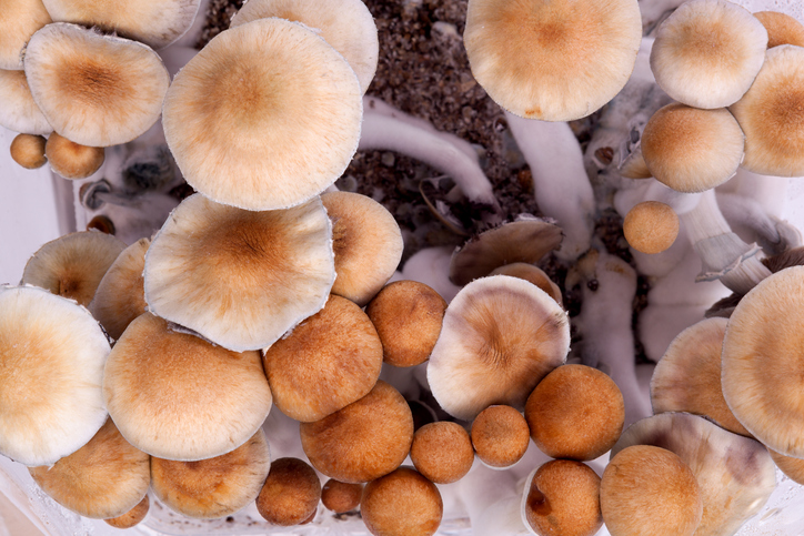 Paddo’s oftewel magic mushrooms kweken met mycelium grow kits