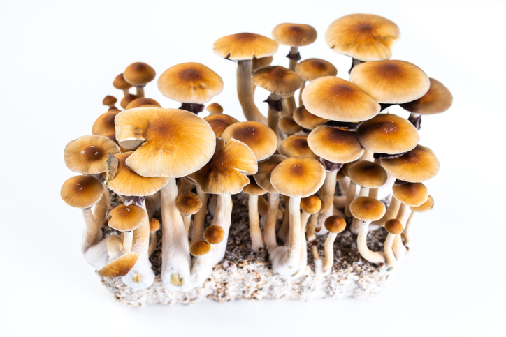 Ontdek de magie van Psilocybe cubensis: alles wat je moet weten over deze magic mushroom soort