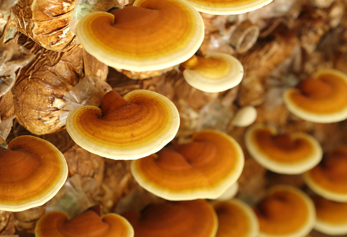Ontdek de geneeskrachtige eigenschappen van Reishi: een diepgaande blik op deze krachtige paddenstoel