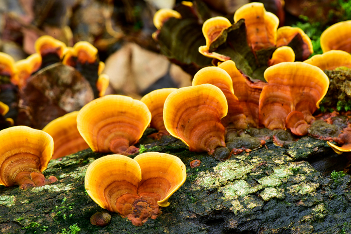 Ontdek de wonderbaarlijke voordelen van Reishi: Een diepgaande blik in de krachtige eigenschappen van deze geneeskrachtige paddenstoel