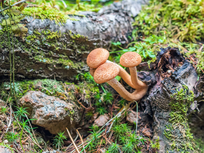 Ontdek de veelzijdige smaak en gezondheidsvoordelen van Shiitake, de Koning van de paddenstoelen - Lentinula edodes