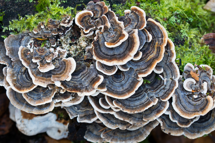 Coriolus versicolor Turkey Tail elfenbankje kopen