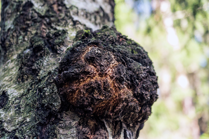 chaga Inonotus obliquus berkenweerschijnzwam gezondheid voordelen geneeskrachtig