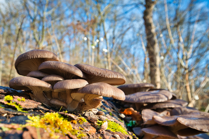 Pleurotus ostreatus oesterzwam kopen