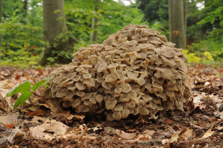 Polyporus umbellatus geneeskrachtig