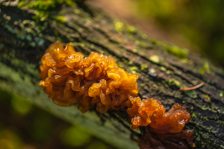 Tremella fuciformis kopen