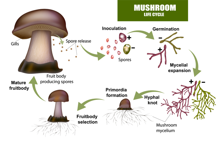 Medicinale paddenstoelen cyclus medical mushroom life cycle