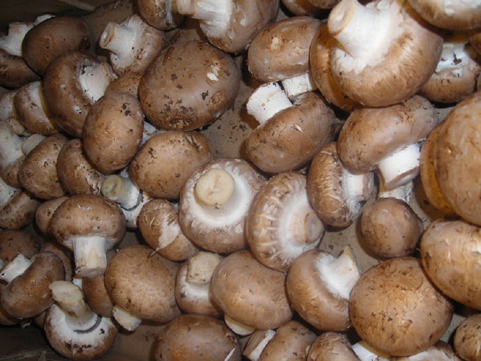 agaricus blazei murill subrufescens amandelpaddenstoel