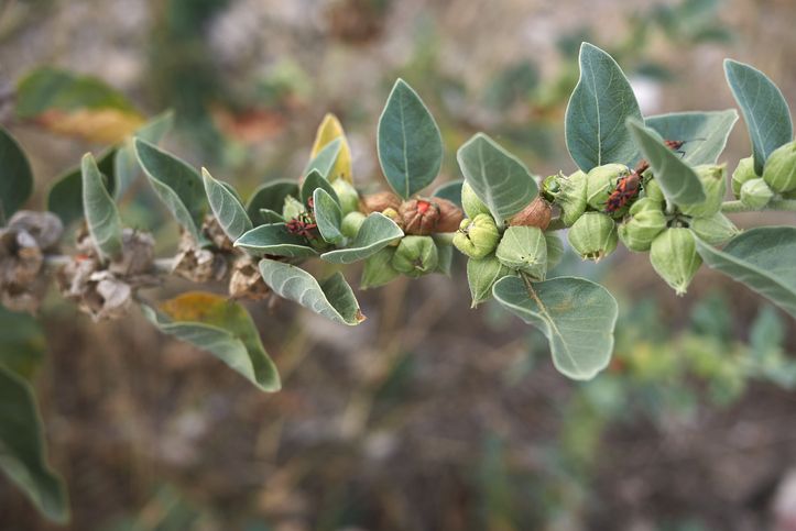 ashwagandha en slaap blog artikel 