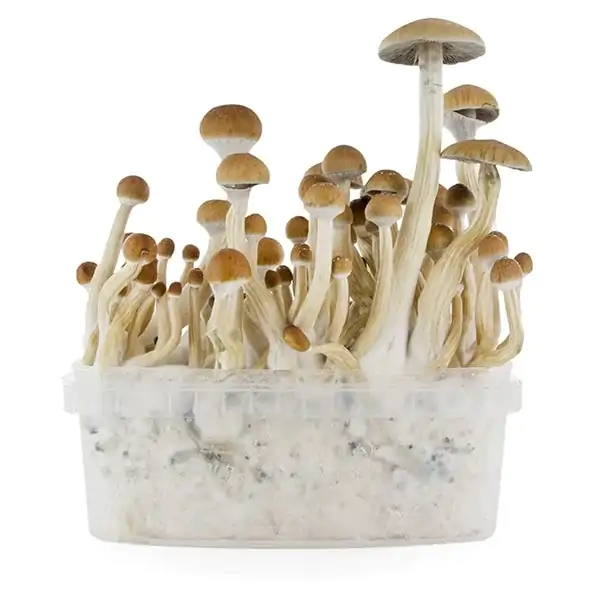 B Cubensis Mushrooms