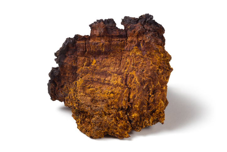 chaga Inonotus obliquus berkenweerschimmel kopen