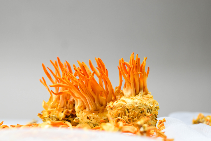 cordyceps sinensis knotszwam gezondheid testosteron geneeskrachtig 