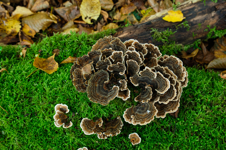 coriolus versicolor turkey tail elfenbanke geneeskrachtig gezondheid voordelen 