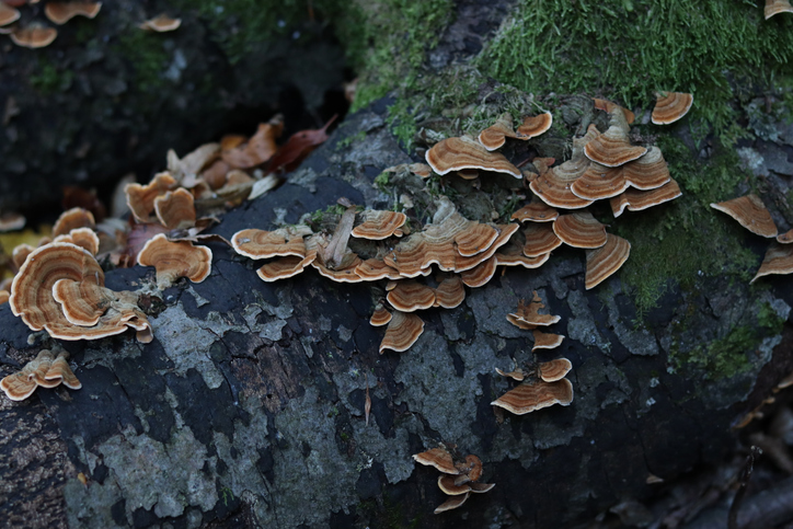coriolus versicolor turkey tail elfenbanke geneeskrachtig gezondheid voordelen geneeskunde polysacchariden