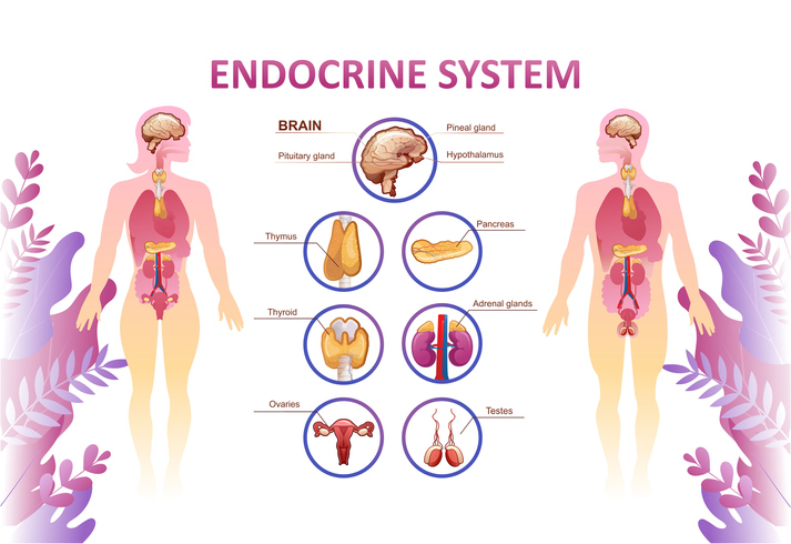 pine pollen gezondheid antioxidant superfood