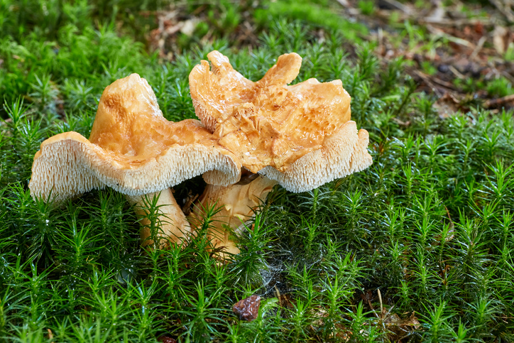 gele stekelzwam Hericium erinaceus mushroom paddenstoel medical medicinaal