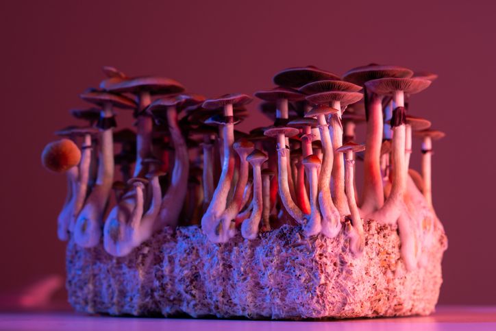 magic mushroom psilocybine grow kit