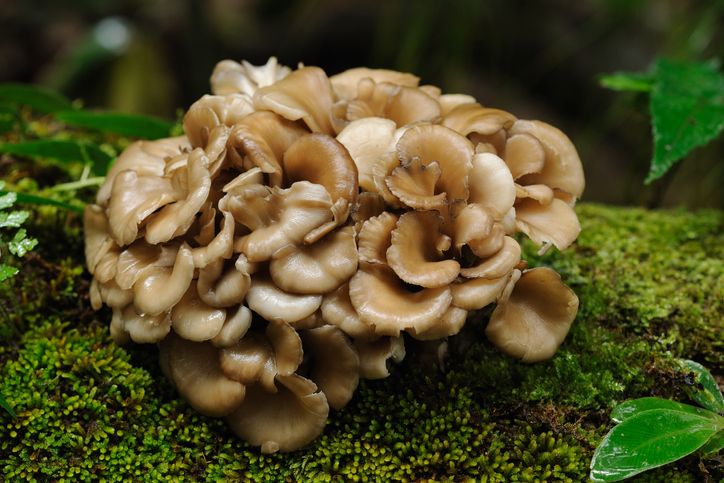 maitake Grifola frondosa uiterlijk