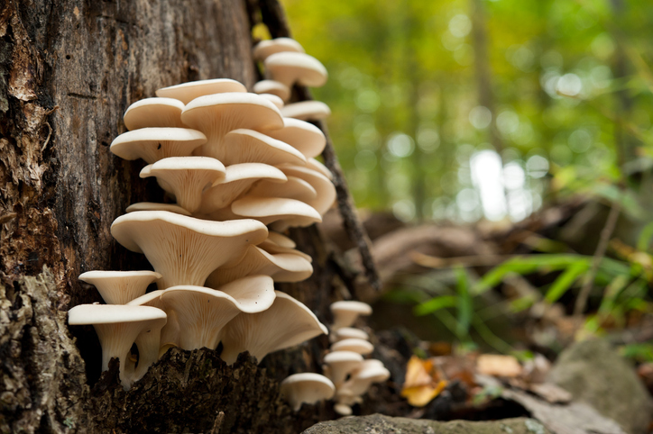 oesterzwam pleurotus ostreatus paddenstoelen medicinaal medical mushroom