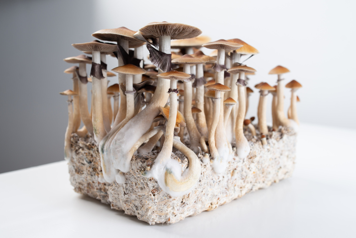 magic mushroom paddo kweekset growkit kweken mycelium psilocybe psilocybine
