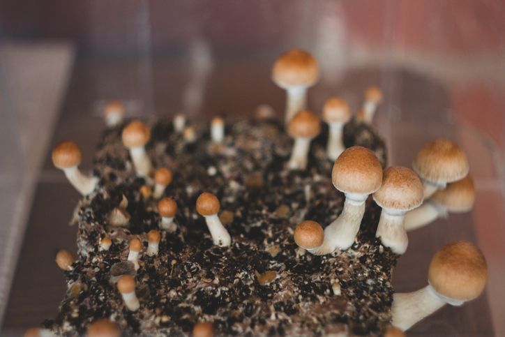 paddo kweken magic mushroom growkit