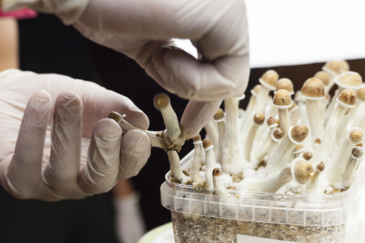 paddo magic mushroom kweken growing kweekset growkit psilocybine