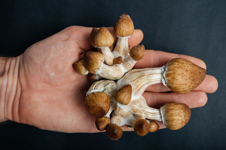 legalization psilocybin legalisatie psilocybine paddo truffel magic mushroom