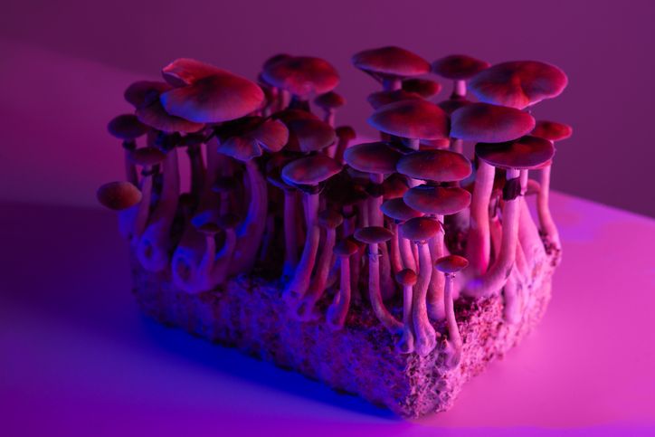 paddo magic mushroom growkit kweekset psilocybine psilocybe
