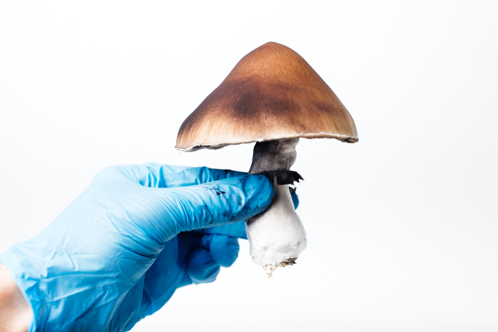 psilocybe cubensis magic mushroom paddo psilocybine mexican psilocybine 