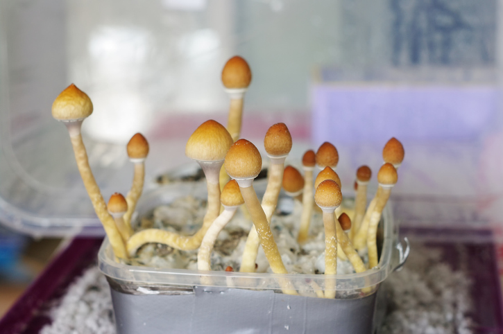 psilocybe cubensis magic mushroom paddo psilocybine mushroom cultivation