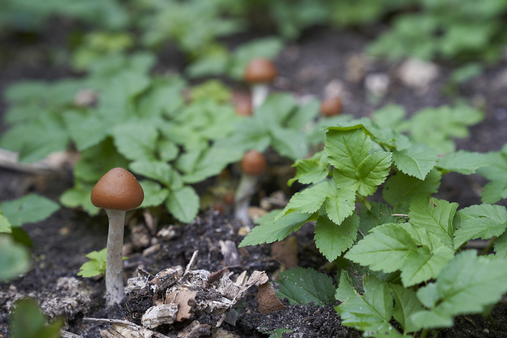 Psilocybe cyanescens magic mushroom paddo psilocybine paddenstoel magisch 