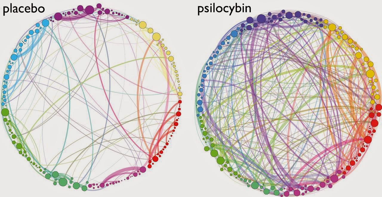 psilocybin psilocybine psilocybe magic mushroom truffel paddo