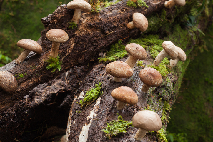 shiitake lentinula edodes paddenstoel van de onsterfelijkheid gezondheidsvoordelen geneeskrachtig 