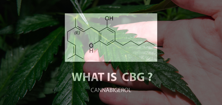 what is cbg cannabigerol